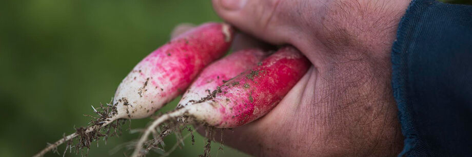 Man holding French breakfast radishes, which are white on one end and red on the other.