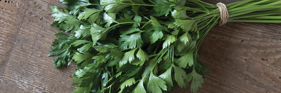 A large bunch of leaf parsley.