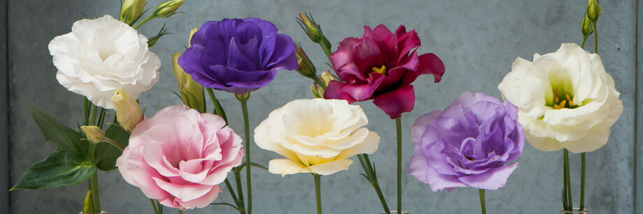 Seven individual flowers showing the different colors of Mariachi Series lisianthus.