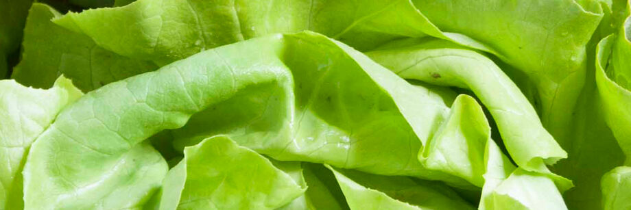 Zoomed in shot of the rippled green leaves of one of our butterhead lettuce varieties.