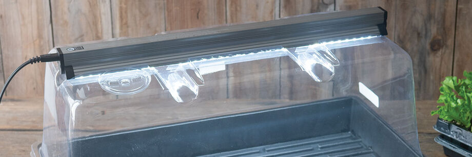 Seedlings growing indoors under a grow light.