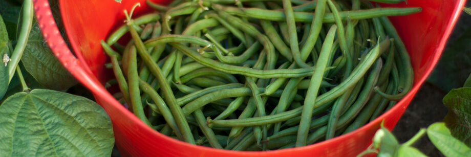 Red tub holding freshly picked green beans.