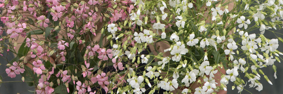 Delicate pink and white saponaria flowers.