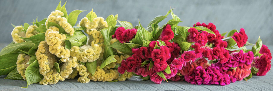 Yellow and pink Cramers Series celosia flowers.