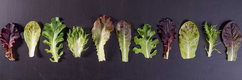 11 individual baby-leaf lettuce leaves laid side by side on a black background.