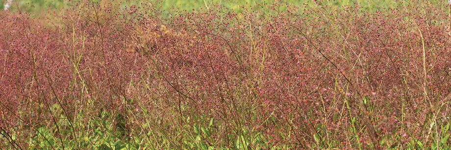 Talinum (fame flower) blossoming in the field.