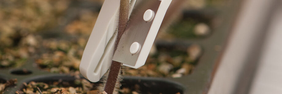 Grafting knife about to cut into a tomato stem.