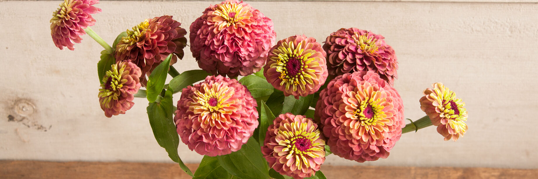 Zinnia Seeds Unique Varieties Johnny's Selected Seeds
