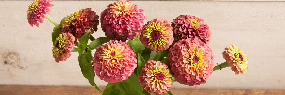 A bouquet of flowers from one of Johnny's zinnia varieties, called Queen Red Lime.