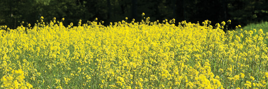 Mustard cover crop in flower with many small bright yellow flowers.