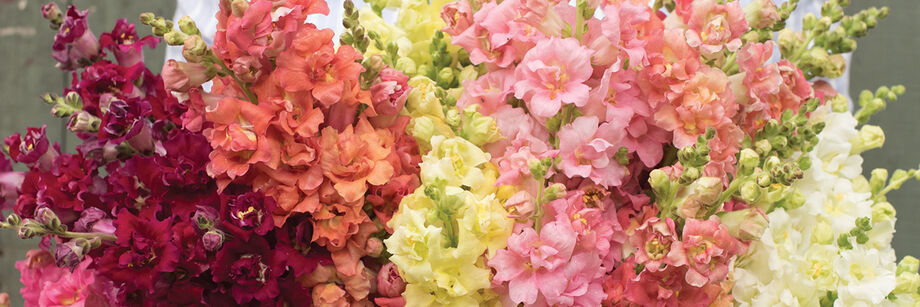 A large bouquet of flowers, grown from our snapdragon varieties. The colors are maroon, peach, yellow, pink, and white.