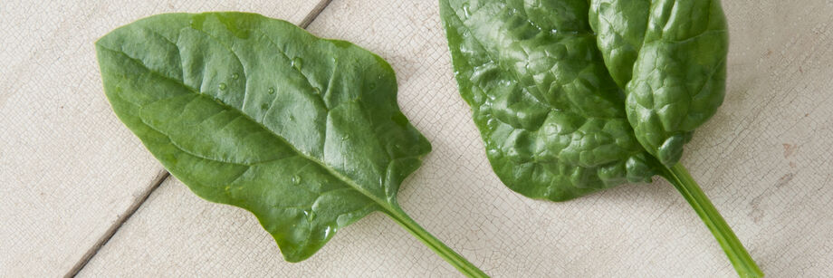 Two individual arrowhead spinach leaves.