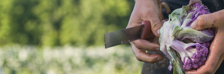 Person holding a harvest machete and a harvested head of cauliflower.