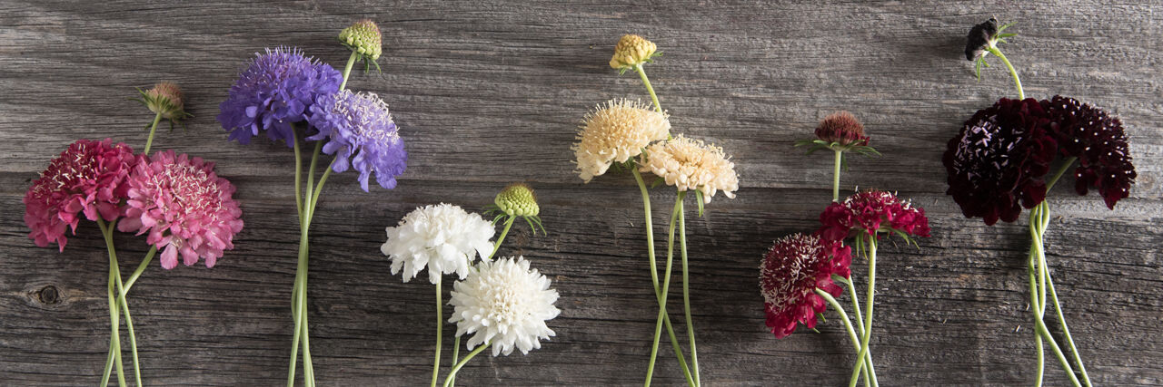 Pincushion flower outlet