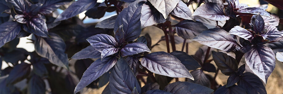 Purple Prospera® basil leaves.