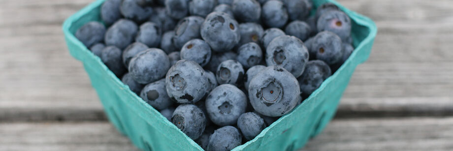 Blueberries grown from Johnny's blueberry plants. They are displayed in a berry box.