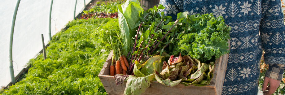 Person standing in a high tunnel and holding a box of winter-harvest vegetables, including carrots, radicchio, mustard greens, and kale.