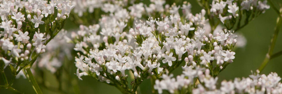 Valerian plants in bloom with small white flowers.