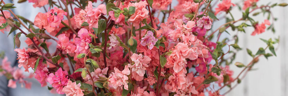 A bouquet with a plethora of pink clarkia flowers.