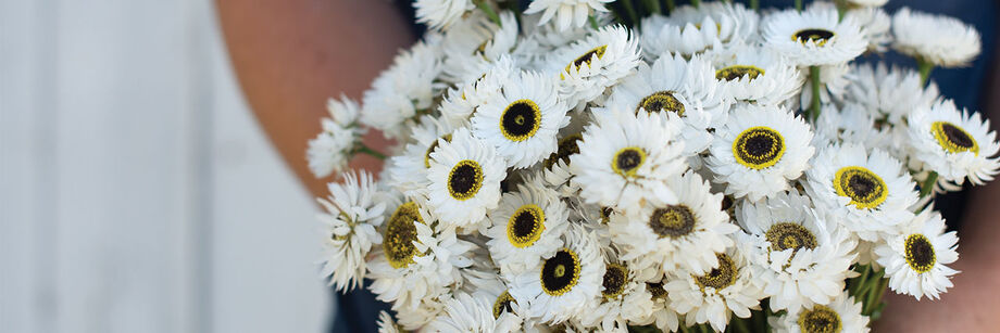 A person holding a bouquet of white paper daisy flowers.