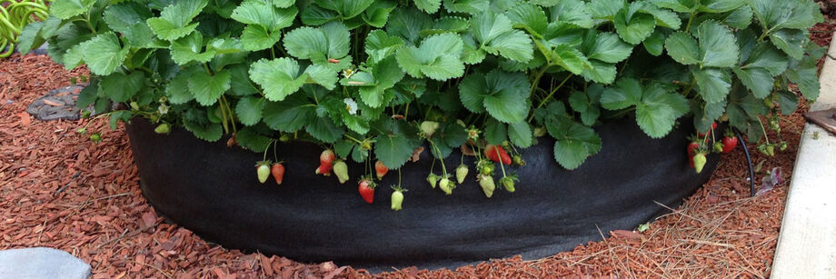 A fabric raised bed planter with fruiting strawberry plants growing in it.