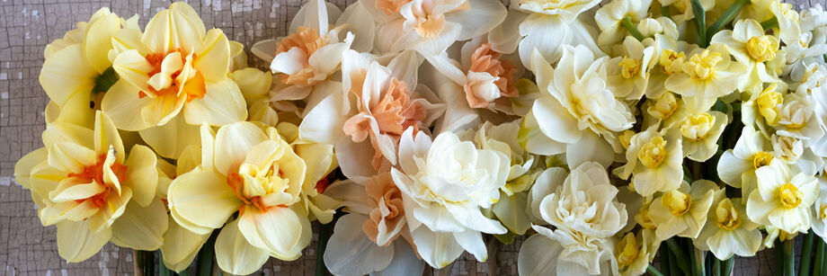 Yellow, white, and peach daffodil flowers.