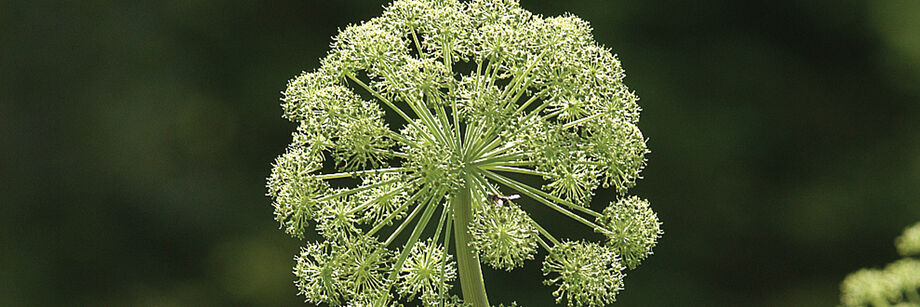 Angelica in bloom.