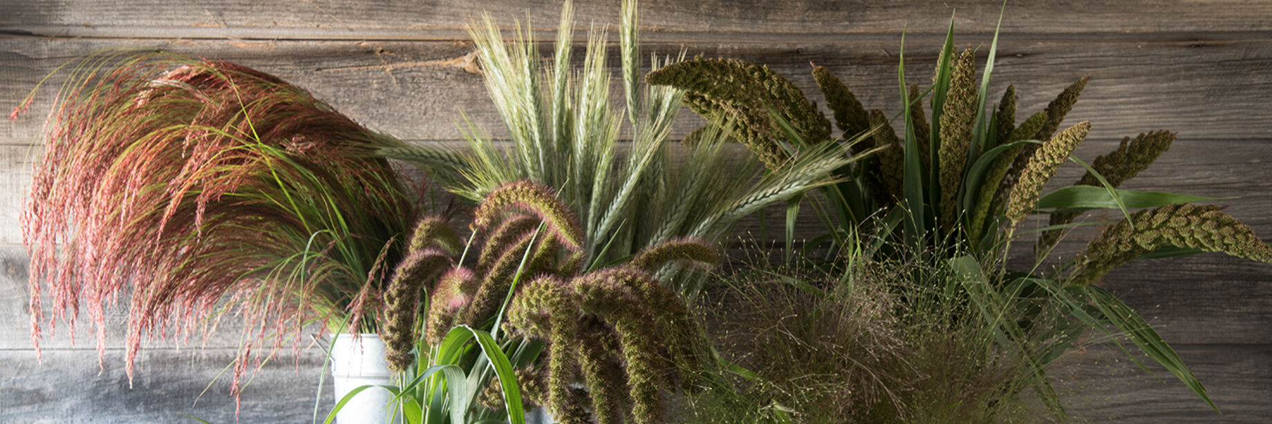 Ornamental Grass Seeds Johnny's Selected Seeds
