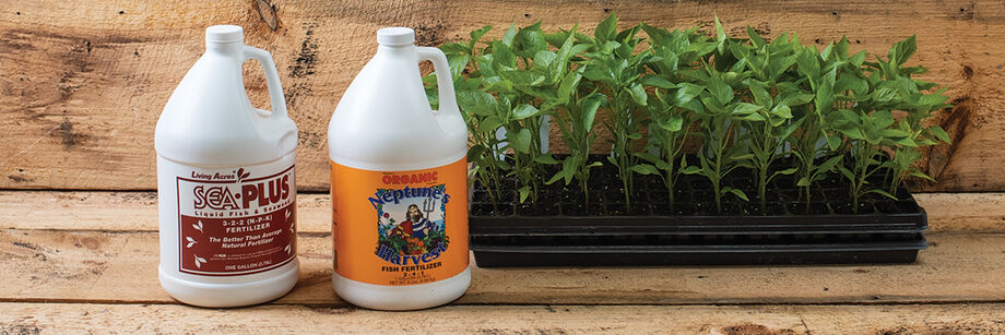 Jugs of Sea-Plus and Neptune's harvest fertilizers alongside a flat of healthy green pepper seedlings.