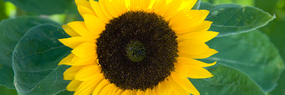 A bright yellow single-stem sun series sunflower blossom.