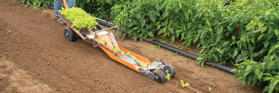 Person using the Paperpot Transplanter to transplant lettuce seedlings.