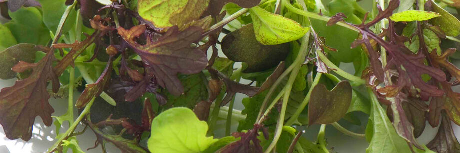 Zoomed in shot of red and green microgreens grown from one of our microgreen seed mixes.