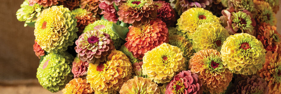 Close-up of a bouquet of Queeny Formula Mix blooms, one of the many Zinnia varieties offered by Johnny's.