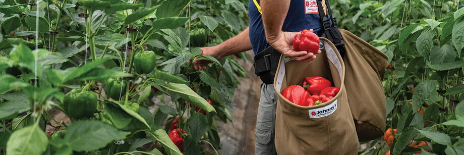 Person using our double harvest bag to harvest peppers.