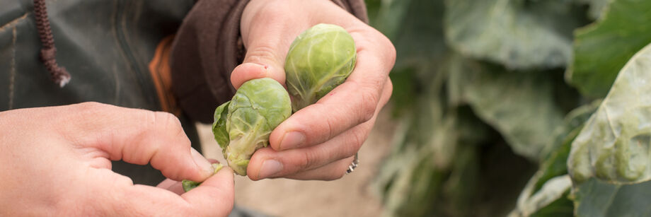 Person holding two Brussels sprouts.
