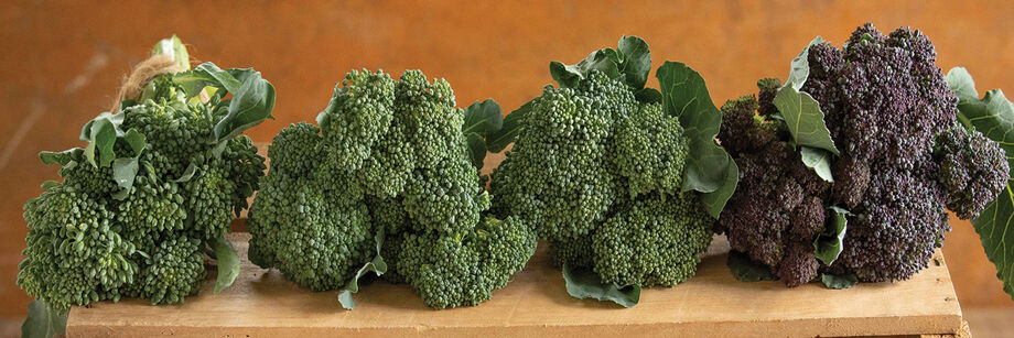 Johnny's mini-broccoli varieties bunched and displayed on a cutting board: three green varieties and one purple variety.