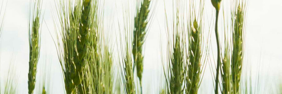 Immature green wheat seed heads against a background of blue sky.