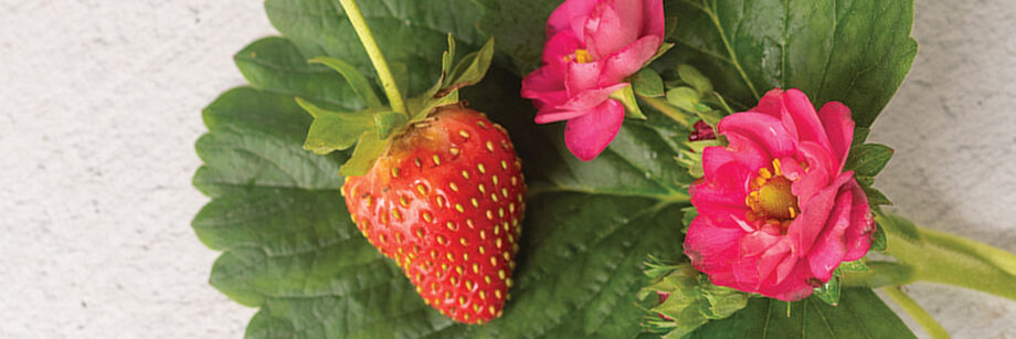 A strawberry next to two pink strawberry blossoms.
