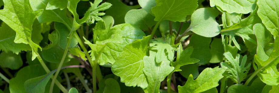 A close-up shot of greens from one of our easy-to-grow seed mixes.