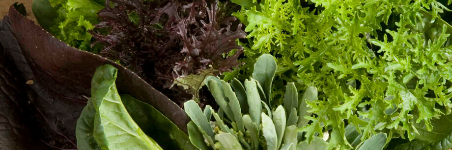 A close-up shot of a mix of leafy Asian greens in reds and greens.