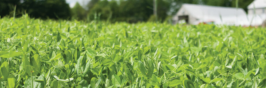 Field peas growing as a cover crop with a greenhouse and barn in the background.