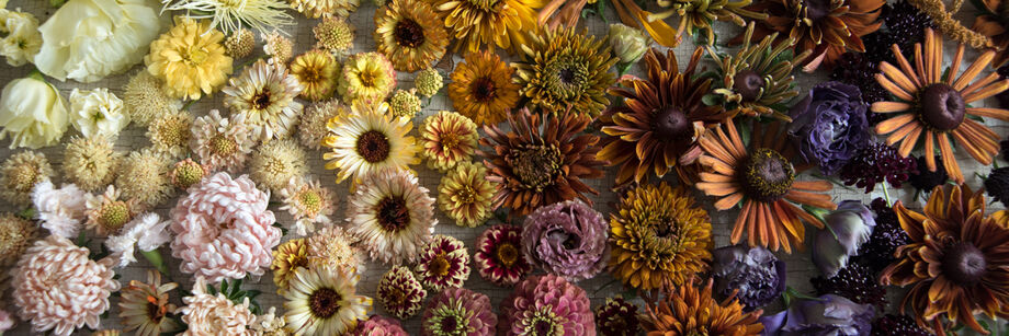 Flowers, grown from our flower seeds, arranged on a wood board in a gradient of colors from light to dark.