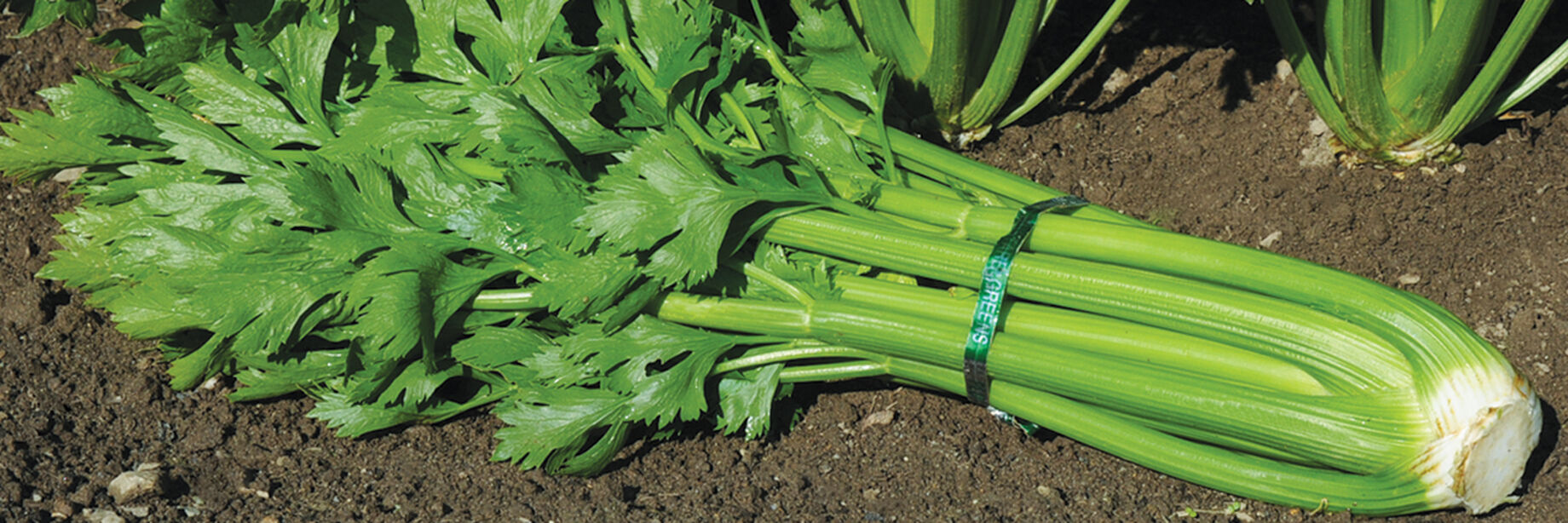 Celery Seeds Organic Varieties Johnny's Selected Seeds