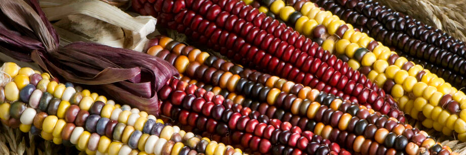 Six shucked ears of dry corn display the vivid array of colors available with Johnny's dry corn varieties.