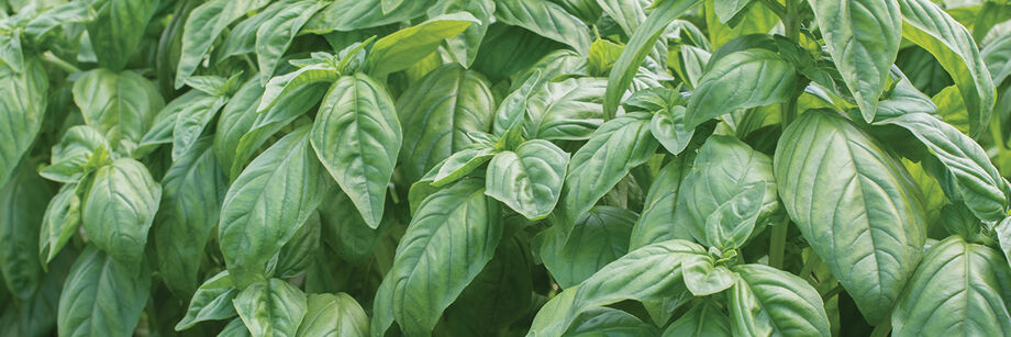 Compact Genovese basil growing in the field.