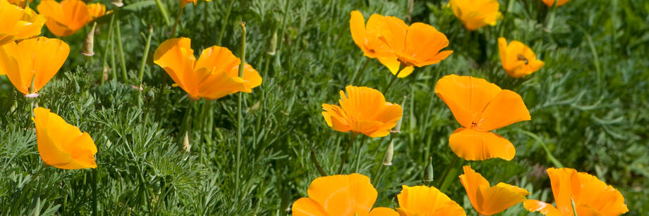 The yellow flowers of one of our poppy varieties, shown growing in the field.
