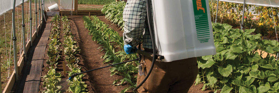 Person spraying organic pesticide in a greenhouse, using a backpack sprayer.