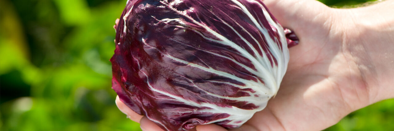 Radicchio Seeds - Organic Varieties | Johnny's Selected Seeds