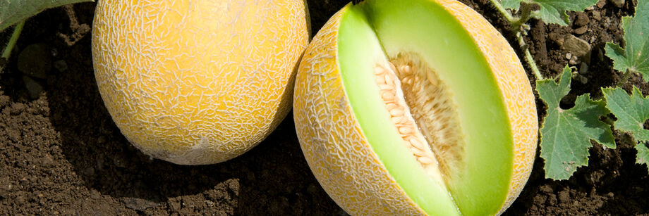 Two galia melons. One shown whole and one cut open to show the green flesh.