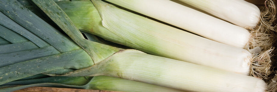 Close-up of several leek shanks, grown from leek seeds and plants offered by Johnny's.